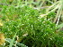  ( - EDNA24-0066660)  @11 [ ] CreativeCommons  Attribution Non-Commercial Share-Alike (2025) David Belll Royal Botanic Garden Edinburgh