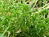  ( - EDNA24-0066660)  @11 [ ] CreativeCommons  Attribution Non-Commercial Share-Alike (2025) David Belll Royal Botanic Garden Edinburgh