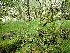  ( - EDNA24-0066660)  @11 [ ] CreativeCommons  Attribution Non-Commercial Share-Alike (2025) David Belll Royal Botanic Garden Edinburgh