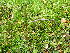  ( - EDNA24-0066659)  @11 [ ] CreativeCommons  Attribution Non-Commercial Share-Alike (2025) David Belll Royal Botanic Garden Edinburgh