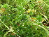  ( - EDNA24-0066659)  @11 [ ] CreativeCommons  Attribution Non-Commercial Share-Alike (2025) David Belll Royal Botanic Garden Edinburgh