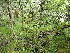  ( - EDNA24-0066659)  @11 [ ] CreativeCommons  Attribution Non-Commercial Share-Alike (2025) David Belll Royal Botanic Garden Edinburgh