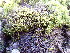  ( - EDNA24-0067824)  @11 [ ] CreativeCommons  Attribution Non-Commercial Share-Alike (2025) David Belll Royal Botanic Garden Edinburgh