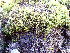  ( - EDNA24-0067825)  @11 [ ] CreativeCommons  Attribution Non-Commercial Share-Alike (2025) David Belll Royal Botanic Garden Edinburgh
