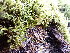  ( - EDNA24-0067825)  @11 [ ] CreativeCommons  Attribution Non-Commercial Share-Alike (2025) David Belll Royal Botanic Garden Edinburgh