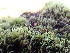  ( - EDNA24-0067825)  @11 [ ] CreativeCommons  Attribution Non-Commercial Share-Alike (2025) David Belll Royal Botanic Garden Edinburgh