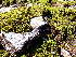  ( - EDNA24-0067825)  @11 [ ] CreativeCommons  Attribution Non-Commercial Share-Alike (2025) David Belll Royal Botanic Garden Edinburgh