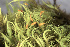  ( - EDNA24-0067825)  @11 [ ] CreativeCommons  Attribution Non-Commercial Share-Alike (2025) David Belll Royal Botanic Garden Edinburgh