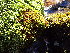  ( - EDNA24-0067822)  @11 [ ] CreativeCommons  Attribution Non-Commercial Share-Alike (2025) David Belll Royal Botanic Garden Edinburgh