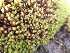  ( - EDNA24-0067822)  @11 [ ] CreativeCommons  Attribution Non-Commercial Share-Alike (2025) David Belll Royal Botanic Garden Edinburgh