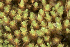  ( - EDNA24-0067822)  @11 [ ] CreativeCommons  Attribution Non-Commercial Share-Alike (2025) David Belll Royal Botanic Garden Edinburgh