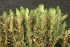  ( - EDNA24-0067822)  @11 [ ] CreativeCommons  Attribution Non-Commercial Share-Alike (2025) David Belll Royal Botanic Garden Edinburgh