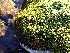  ( - EDNA24-0067828)  @11 [ ] CreativeCommons  Attribution Non-Commercial Share-Alike (2025) David Belll Royal Botanic Garden Edinburgh