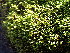  ( - EDNA24-0067828)  @11 [ ] CreativeCommons  Attribution Non-Commercial Share-Alike (2025) David Belll Royal Botanic Garden Edinburgh