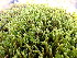  ( - EDNA24-0067828)  @11 [ ] CreativeCommons  Attribution Non-Commercial Share-Alike (2025) David Belll Royal Botanic Garden Edinburgh