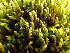  ( - EDNA24-0067828)  @11 [ ] CreativeCommons  Attribution Non-Commercial Share-Alike (2025) David Belll Royal Botanic Garden Edinburgh