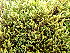  ( - EDNA24-0067828)  @11 [ ] CreativeCommons  Attribution Non-Commercial Share-Alike (2025) David Belll Royal Botanic Garden Edinburgh