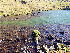  (Lescuraea patens - EDNA24-0067828)  @11 [ ] CreativeCommons  Attribution Non-Commercial Share-Alike (2025) David Belll Royal Botanic Garden Edinburgh