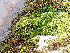  ( - EDNA24-0067823)  @11 [ ] CreativeCommons  Attribution Non-Commercial Share-Alike (2025) David Belll Royal Botanic Garden Edinburgh