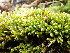  ( - EDNA24-0067823)  @11 [ ] CreativeCommons  Attribution Non-Commercial Share-Alike (2025) David Belll Royal Botanic Garden Edinburgh