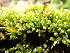  ( - EDNA24-0067823)  @11 [ ] CreativeCommons  Attribution Non-Commercial Share-Alike (2025) David Belll Royal Botanic Garden Edinburgh