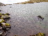 (Scorpidiaceae - EDNA24-0067823)  @11 [ ] CreativeCommons  Attribution Non-Commercial Share-Alike (2025) David Belll Royal Botanic Garden Edinburgh