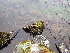  ( - EDNA24-0067823)  @11 [ ] CreativeCommons  Attribution Non-Commercial Share-Alike (2025) David Belll Royal Botanic Garden Edinburgh
