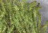  ( - EDNA24-0067823)  @11 [ ] CreativeCommons  Attribution Non-Commercial Share-Alike (2025) David Belll Royal Botanic Garden Edinburgh