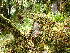  (Sematophyllaceae - EDNA24-0067840)  @11 [ ] CreativeCommons  Attribution Non-Commercial Share-Alike (2025) David Belll Royal Botanic Garden Edinburgh