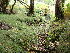  ( - EDNA24-0067838)  @11 [ ] CreativeCommons  Attribution Non-Commercial Share-Alike (2025) David Belll Royal Botanic Garden Edinburgh