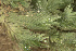  ( - EDNA24-0067838)  @11 [ ] CreativeCommons  Attribution Non-Commercial Share-Alike (2025) David Belll Royal Botanic Garden Edinburgh