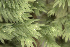  ( - EDNA24-0067838)  @11 [ ] CreativeCommons  Attribution Non-Commercial Share-Alike (2025) David Belll Royal Botanic Garden Edinburgh