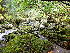  (Cyclodictyon laetevirens - EDNA24-0067841)  @11 [ ] CreativeCommons  Attribution Non-Commercial Share-Alike (2025) David Belll Royal Botanic Garden Edinburgh