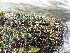  ( - EDNA24-0067850)  @11 [ ] CreativeCommons  Attribution Non-Commercial Share-Alike (2025) David Belll Royal Botanic Garden Edinburgh