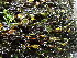  ( - EDNA24-0067850)  @11 [ ] CreativeCommons  Attribution Non-Commercial Share-Alike (2025) David Belll Royal Botanic Garden Edinburgh