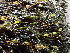  ( - EDNA24-0067850)  @11 [ ] CreativeCommons  Attribution Non-Commercial Share-Alike (2025) David Belll Royal Botanic Garden Edinburgh