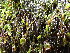  ( - EDNA24-0067850)  @11 [ ] CreativeCommons  Attribution Non-Commercial Share-Alike (2025) David Belll Royal Botanic Garden Edinburgh