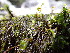  ( - EDNA24-0067850)  @11 [ ] CreativeCommons  Attribution Non-Commercial Share-Alike (2025) David Belll Royal Botanic Garden Edinburgh