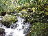  (Rhynchostegium - EDNA24-0067850)  @11 [ ] CreativeCommons  Attribution Non-Commercial Share-Alike (2025) David Belll Royal Botanic Garden Edinburgh