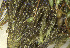  ( - EDNA24-0067850)  @11 [ ] CreativeCommons  Attribution Non-Commercial Share-Alike (2025) David Belll Royal Botanic Garden Edinburgh