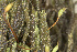  ( - EDNA24-0067850)  @11 [ ] CreativeCommons  Attribution Non-Commercial Share-Alike (2025) David Belll Royal Botanic Garden Edinburgh
