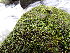  ( - EDNA24-0067851)  @11 [ ] CreativeCommons  Attribution Non-Commercial Share-Alike (2025) David Belll Royal Botanic Garden Edinburgh