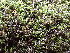  ( - EDNA24-0067851)  @11 [ ] CreativeCommons  Attribution Non-Commercial Share-Alike (2025) David Belll Royal Botanic Garden Edinburgh