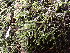  ( - EDNA24-0067851)  @11 [ ] CreativeCommons  Attribution Non-Commercial Share-Alike (2025) David Belll Royal Botanic Garden Edinburgh