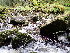  (Heterocladium - EDNA24-0067851)  @11 [ ] CreativeCommons  Attribution Non-Commercial Share-Alike (2025) David Belll Royal Botanic Garden Edinburgh