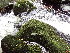  ( - EDNA24-0067851)  @11 [ ] CreativeCommons  Attribution Non-Commercial Share-Alike (2025) David Belll Royal Botanic Garden Edinburgh