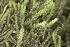  ( - EDNA24-0067851)  @11 [ ] CreativeCommons  Attribution Non-Commercial Share-Alike (2025) David Belll Royal Botanic Garden Edinburgh