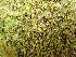  ( - EDNA24-0067852)  @11 [ ] CreativeCommons  Attribution Non-Commercial Share-Alike (2025) David Belll Royal Botanic Garden Edinburgh