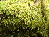  ( - EDNA24-0067852)  @11 [ ] CreativeCommons  Attribution Non-Commercial Share-Alike (2025) David Belll Royal Botanic Garden Edinburgh