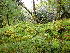  (Hageniella - EDNA24-0067852)  @11 [ ] CreativeCommons  Attribution Non-Commercial Share-Alike (2025) David Belll Royal Botanic Garden Edinburgh